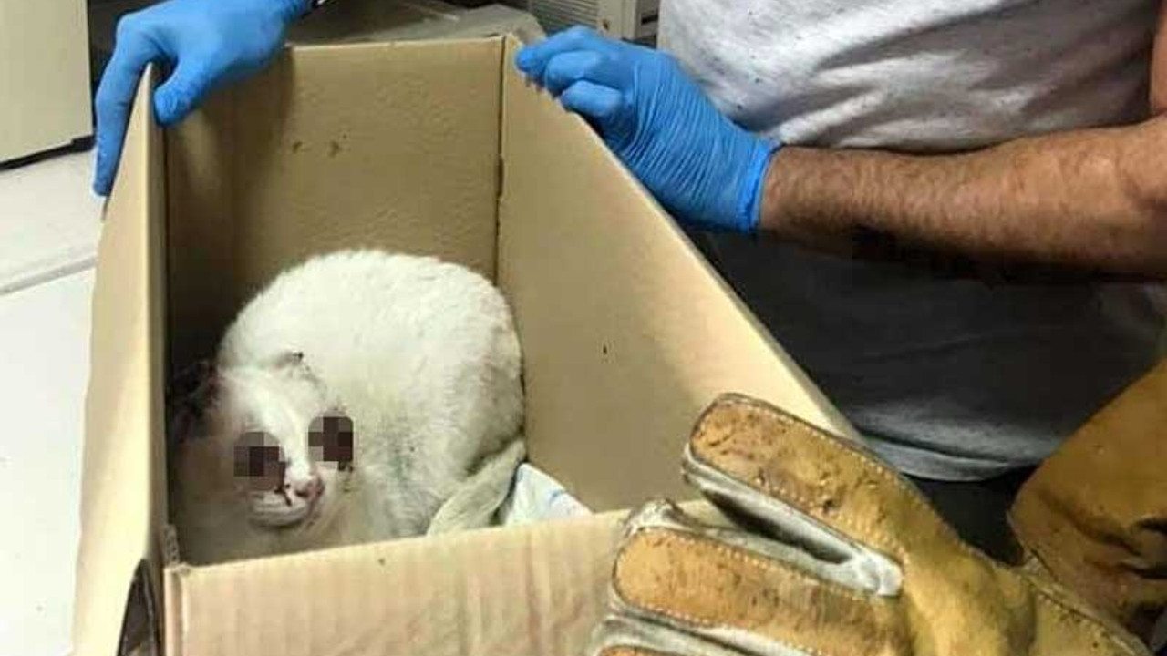 Gözleri oyuk, kulakları kesik bulunan kedi kansermiş