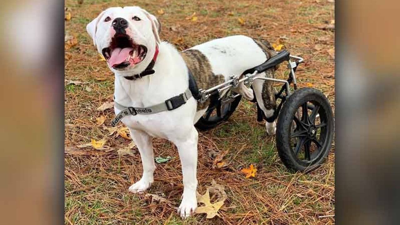 Engelli köpeğin tekerlekli sandalye heyecanı