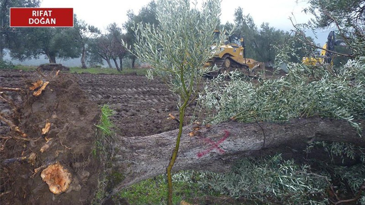 Doğalgaz hattı için yüzlerce zeytin ağacı kökünden söküldü