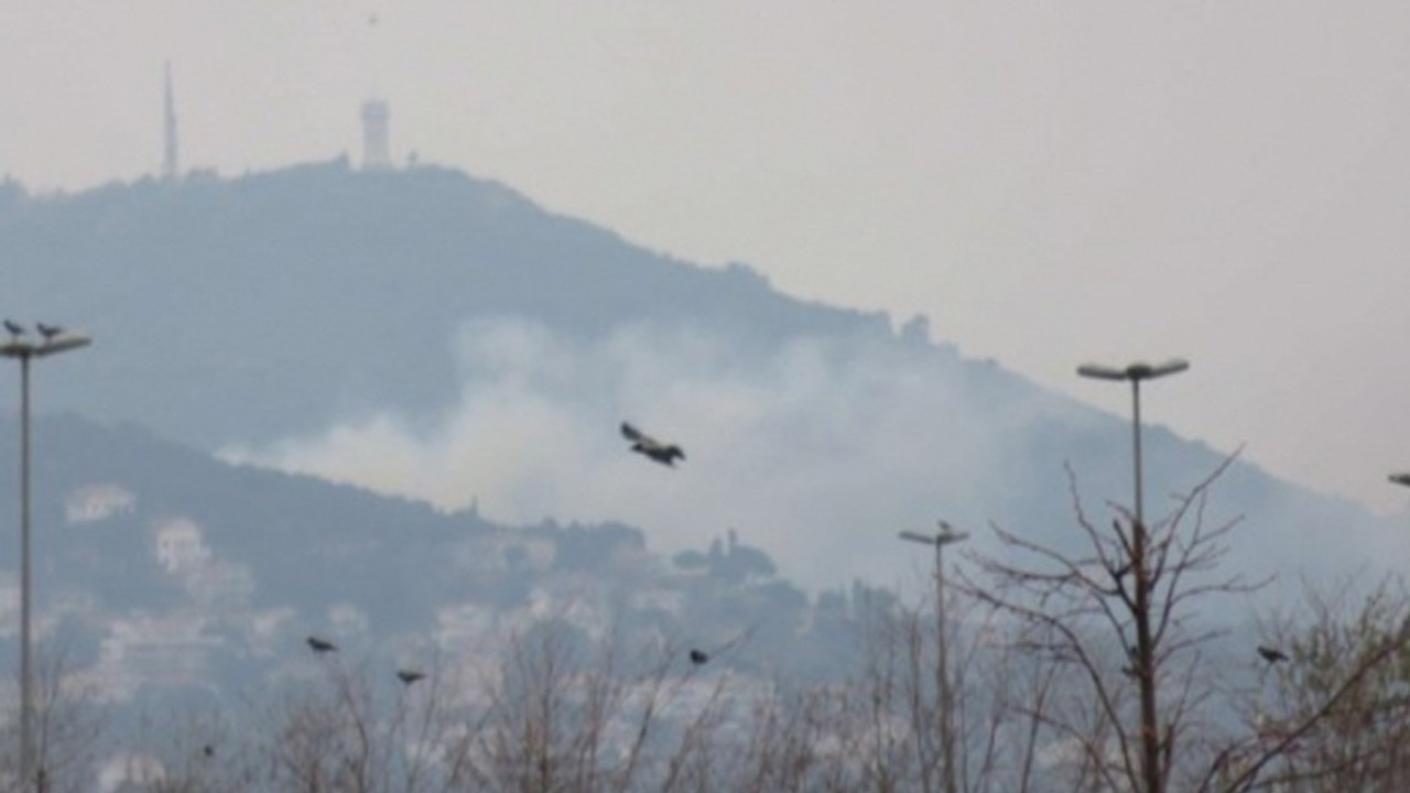 Büyükada'da yangın: 9 at yanarak can verdi