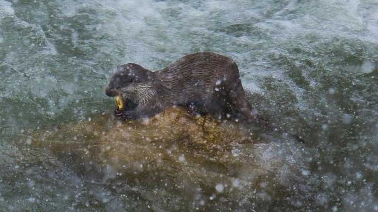 Dersim'de koruma altındaki su samuru ve çil kekliği görüntülendi