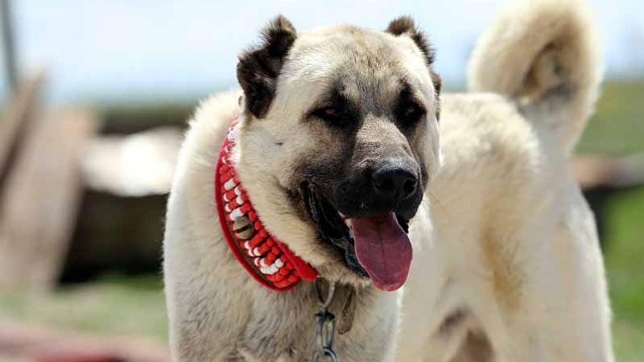 Kangal köpeklerinin yavrularını neden yedikleri anlaşıldı