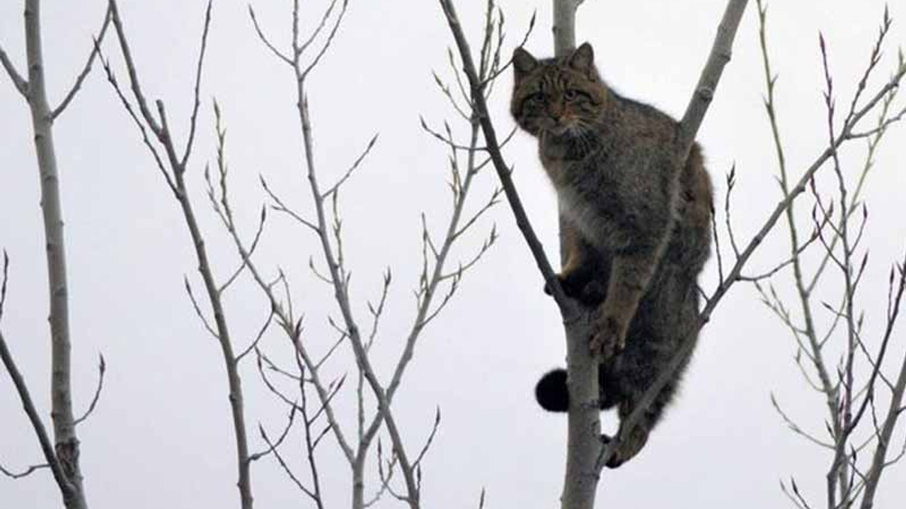 Doğada zor bulunan kedi görüntülendi