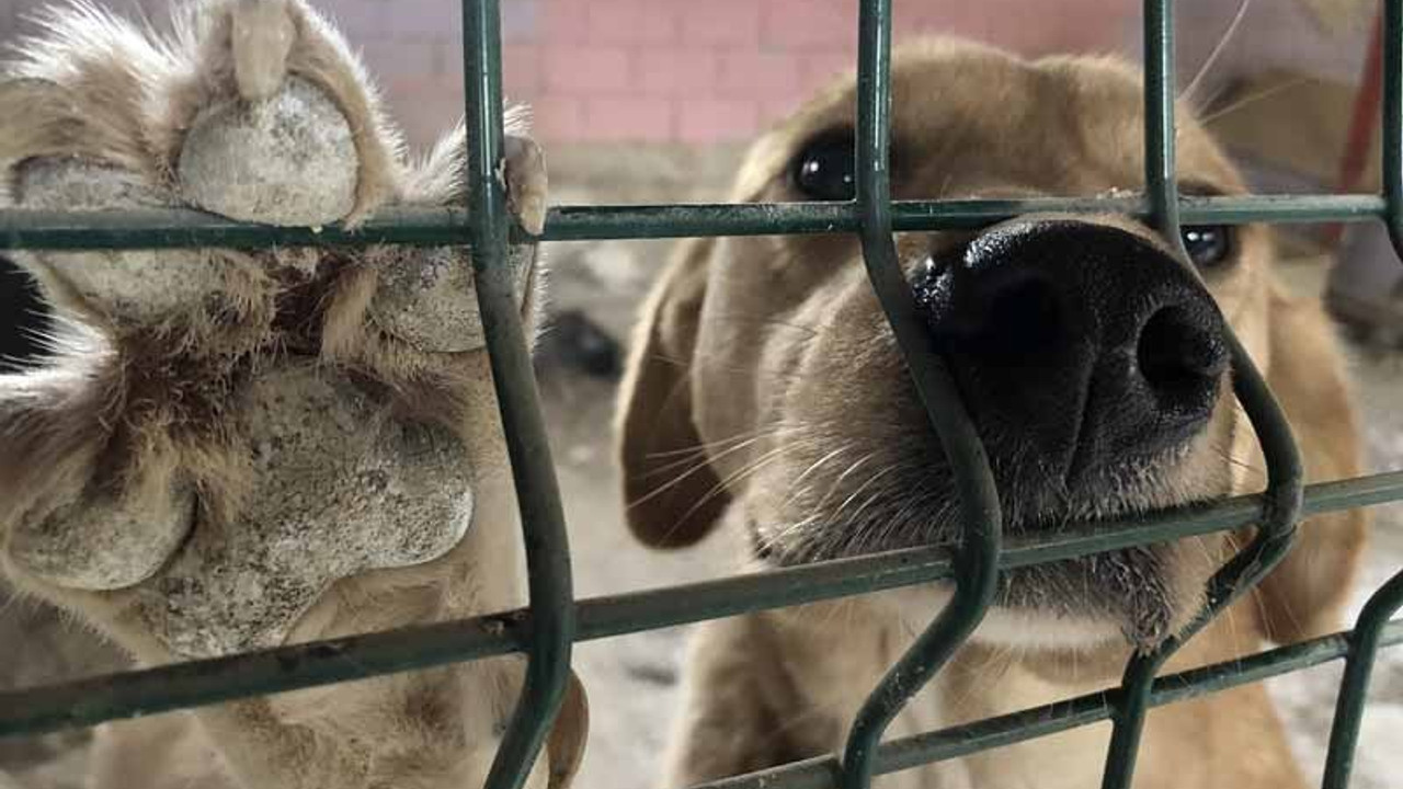 Kurduğu barınakta, sakat ve hasta 200 hayvana bakıyor