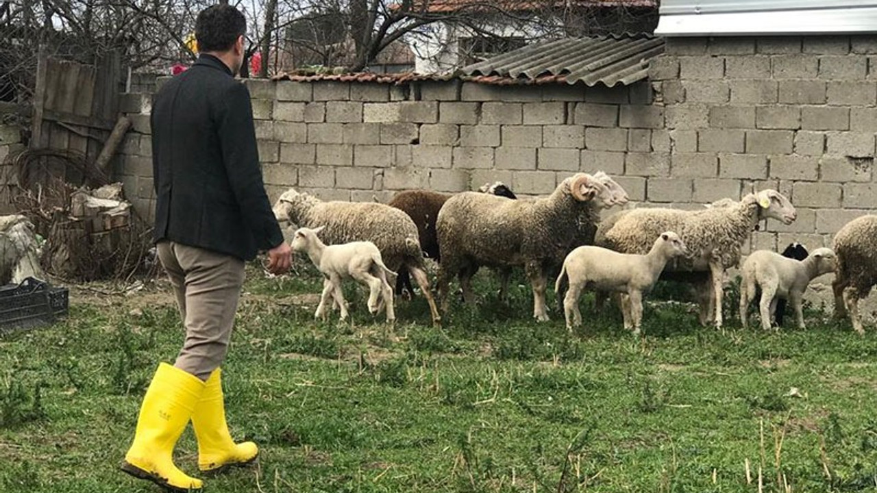 'Bursa'da hayvanlar vebadan ölüyor'