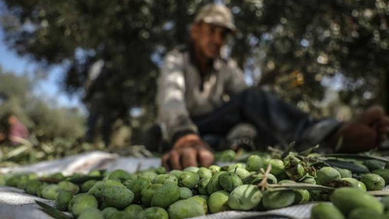 Afrin zeytini İsviçre Parlamentosu'nda: Soruşturulsun