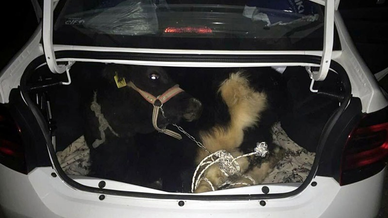 Otomobilin bagajından çalıntı buzağı çıktı