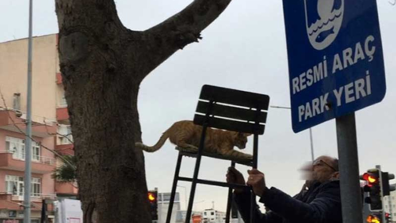 Ağaçta mahsur kalan kedi sandalyeyle kurtarıldı