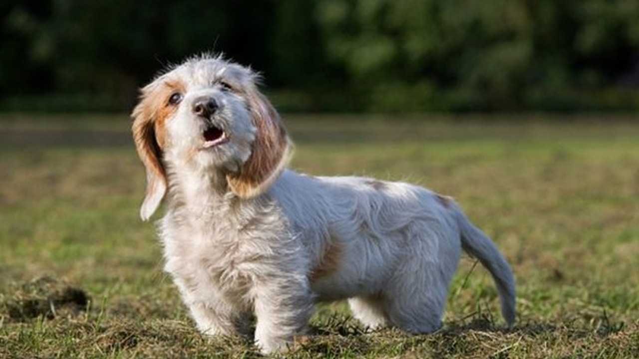 Fransa'da belediye başkanı köpeklerin havlamasını yasakladı