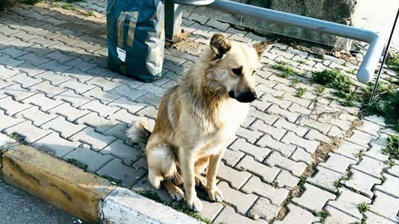 Dolmuş durağına terk edilen köpek bir yıldır sahibini bekliyor