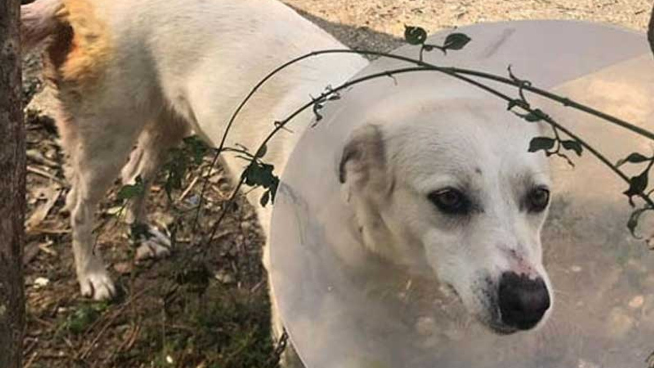 Yoldan geçen bir kişi 'Yuki'yi bıçaklayıp kaçtı