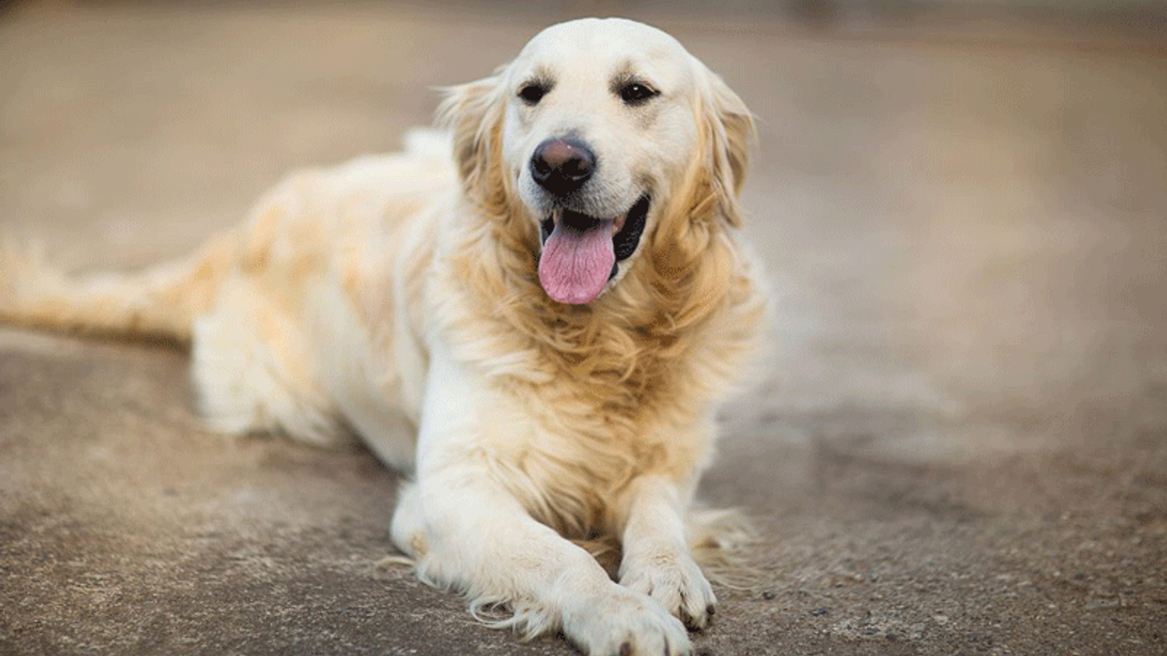 Vegan kadın köpeklerini de vegan yetiştiriyor