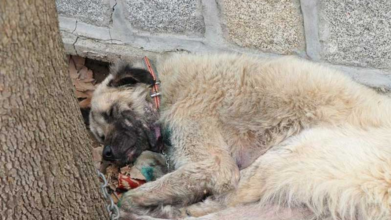 Köpeğini otomobilin arkasına bağlayarak sürükleyen 'insan' gözaltında