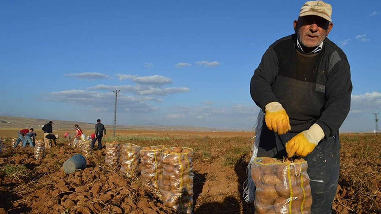 Patatesçiler: Kararnameyi görünce şok olduk