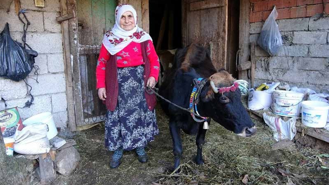 Kesmeye kıyamadıkları inek 35 yıldır evlatları gibi