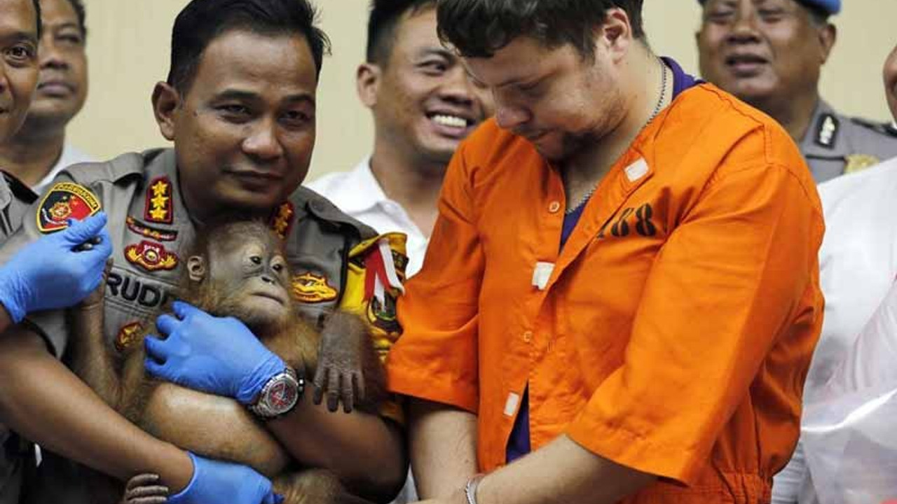 Yavru orangutanı bavulunda kaçırmaya çalıştı