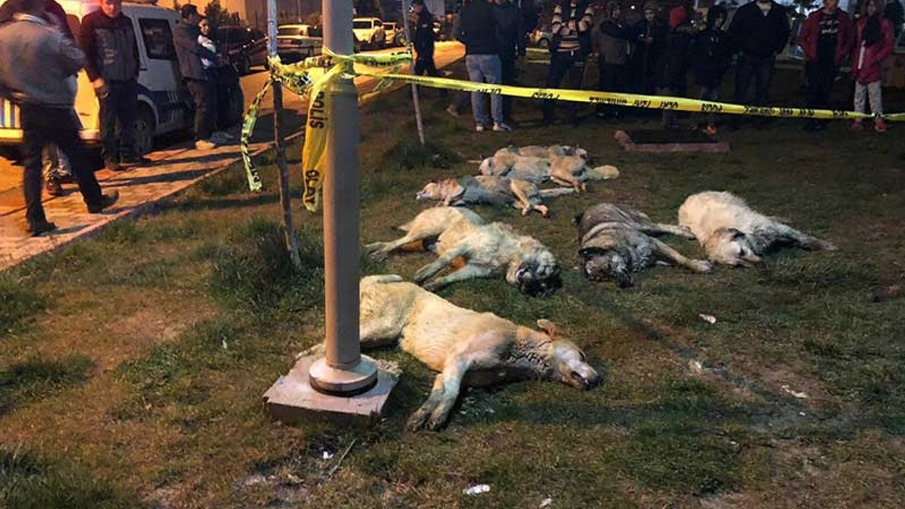 Ankara’da köpek katliamı