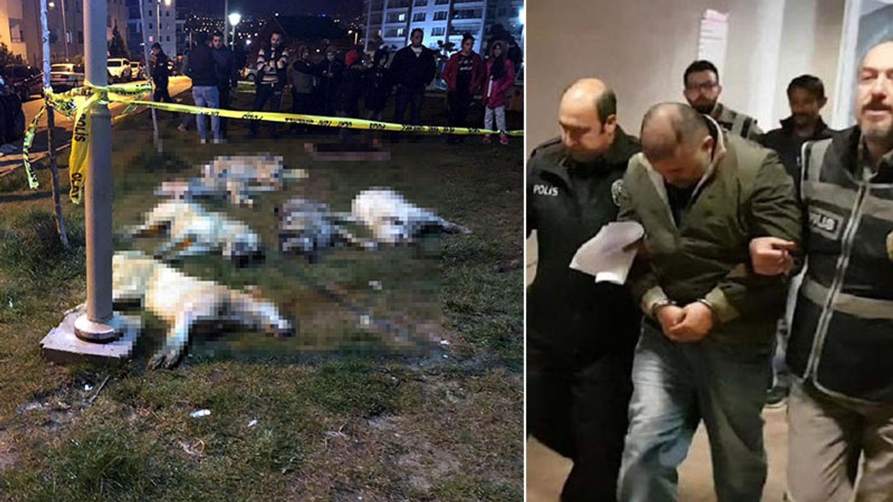 16 köpeği zehirleyenlerin serbest kalmasına itiraz reddedildi