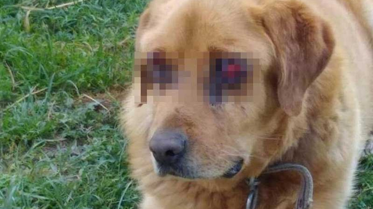 'Golden' köpeğin gözlerini oydular!