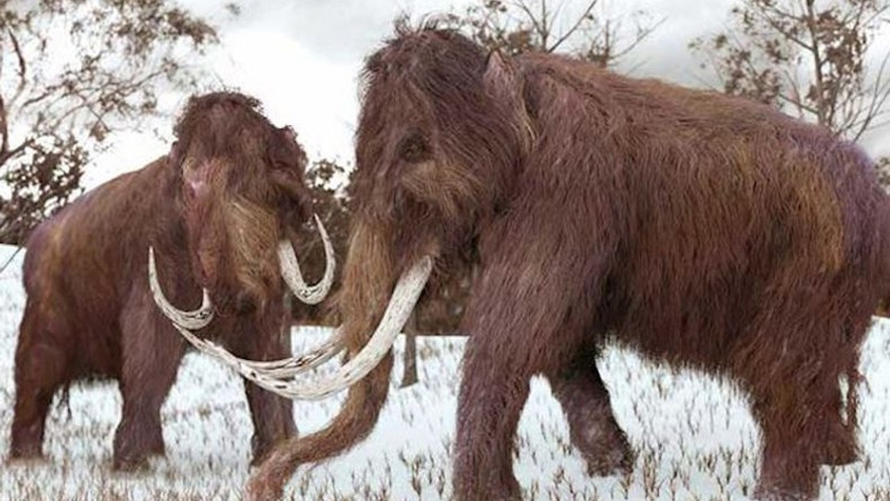 Mamut ve Neandertallerin ortak genetik özellikleri olabilir