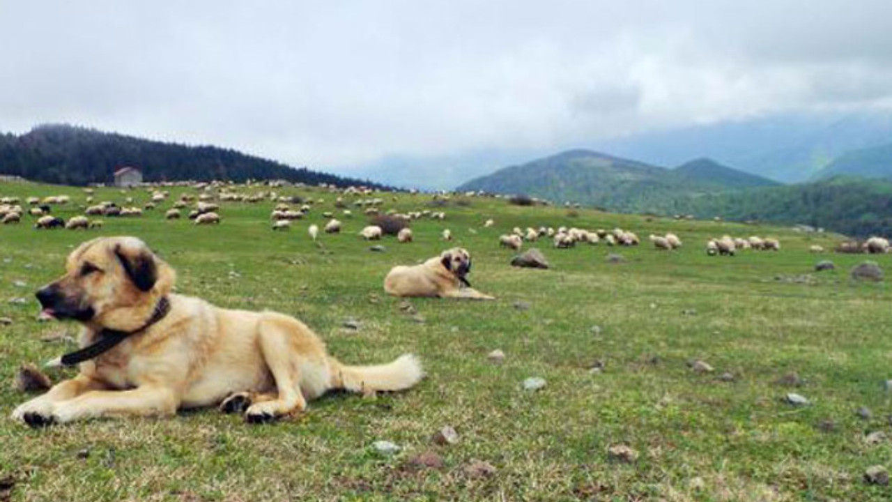 Yayla sezonu açıldı ama çoban yok