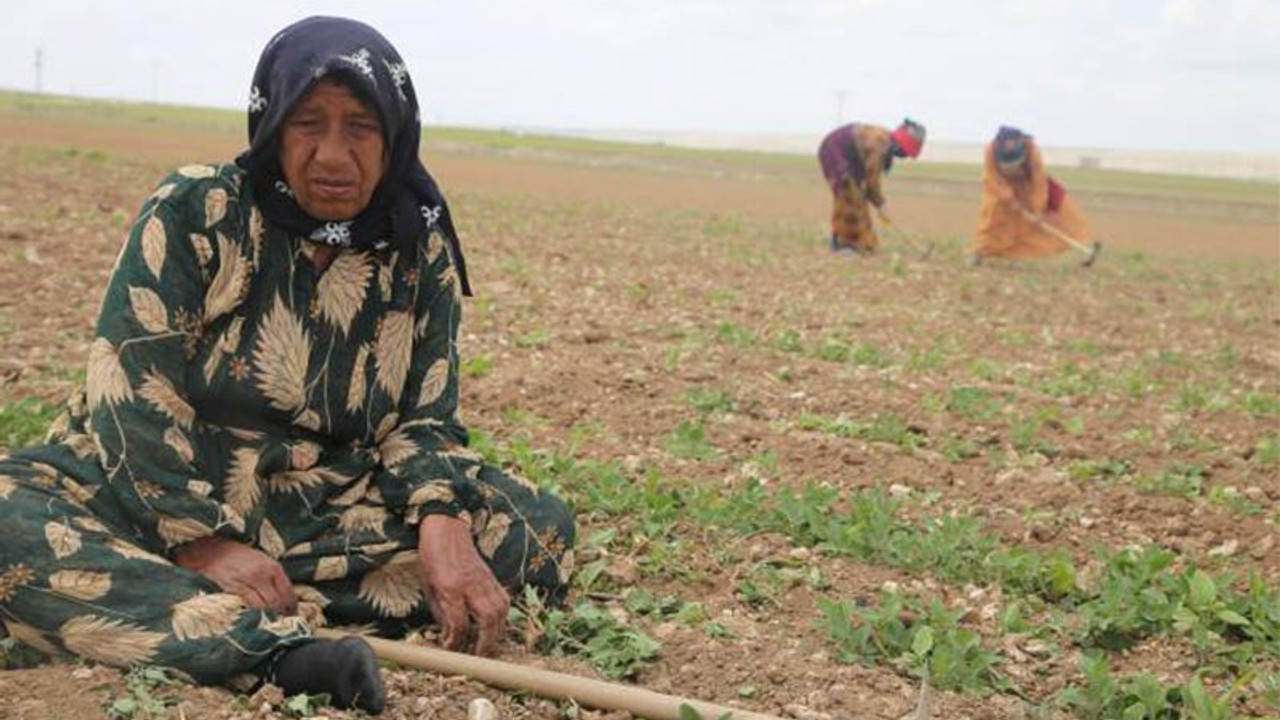 Mevsimlik sömürü: Güneş altında, sigortasız, 12 saat çalışmaya 40 TL