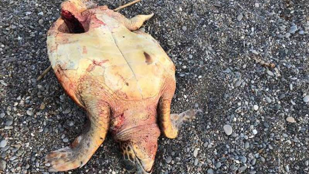 Caretta caretta'yı bıçakladılar