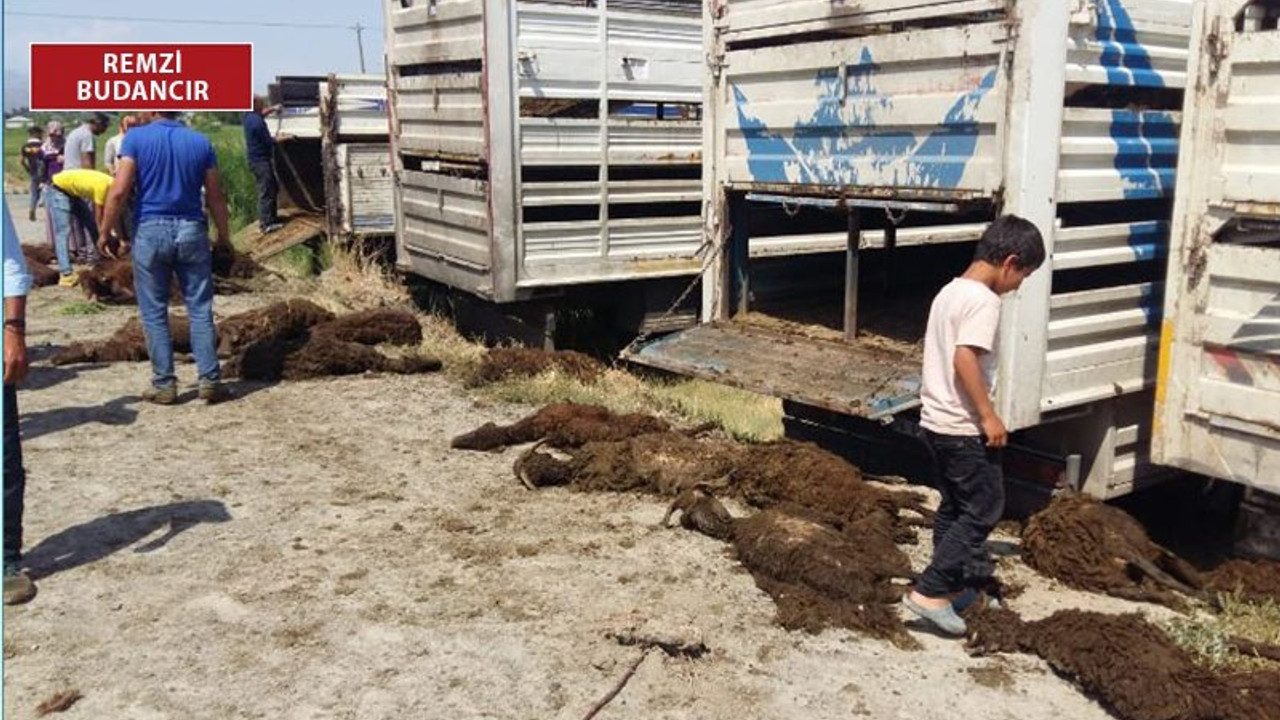 Yayla yasağı sürü sahiplerini ve hayvanları vurdu: Onlarca koyun telef oldu