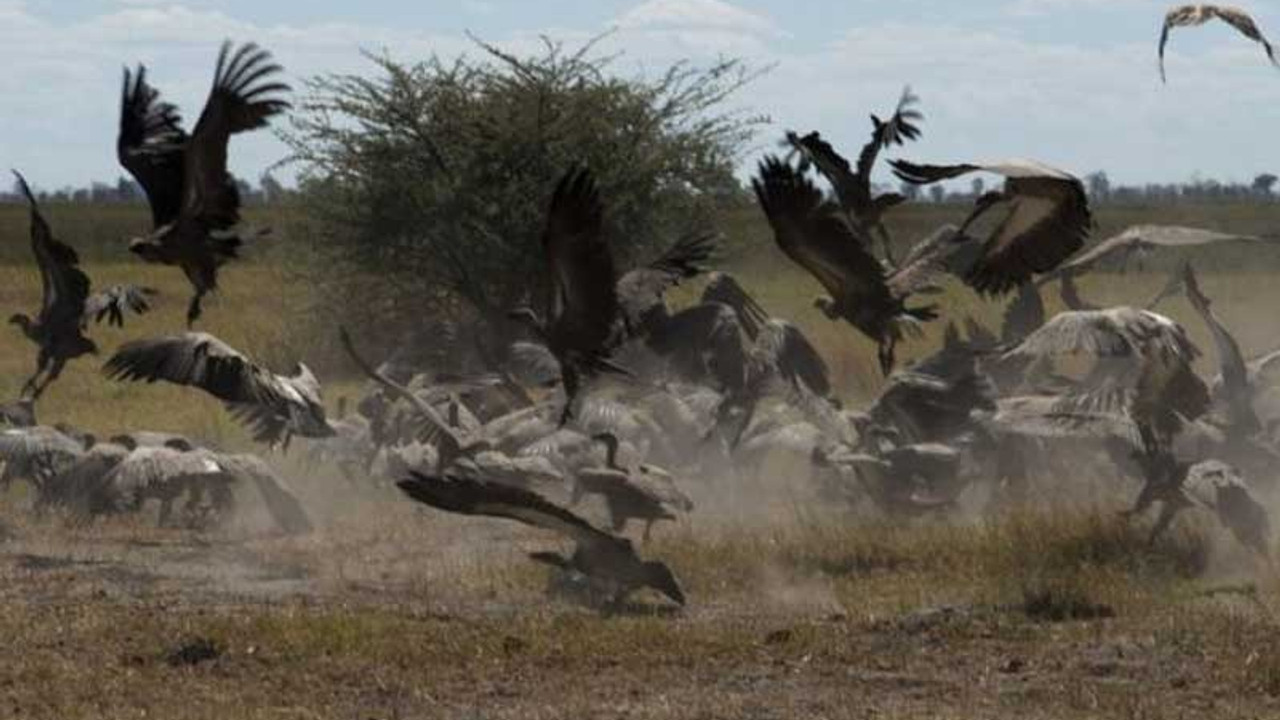 Afrika'da 537 akbaba zehirlenerek öldürüldü: En büyük kuş katliamlarından biri