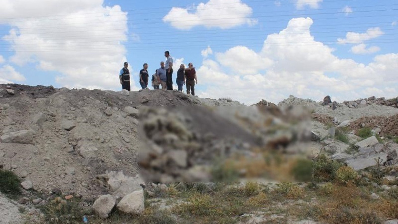 Konya'da hayvan katliamı: 12 köpek öldürüldü