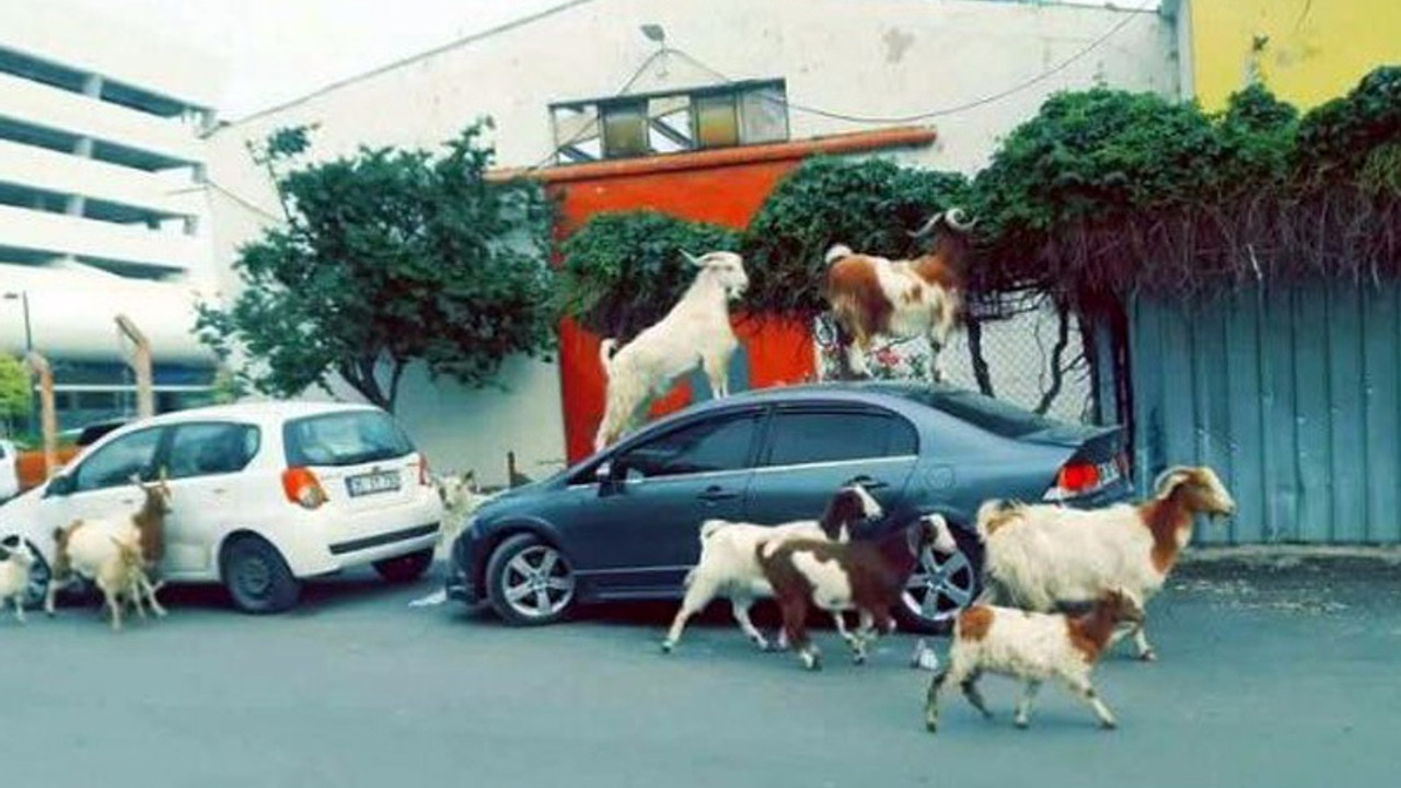 Keçileri kaçırdılar (!)