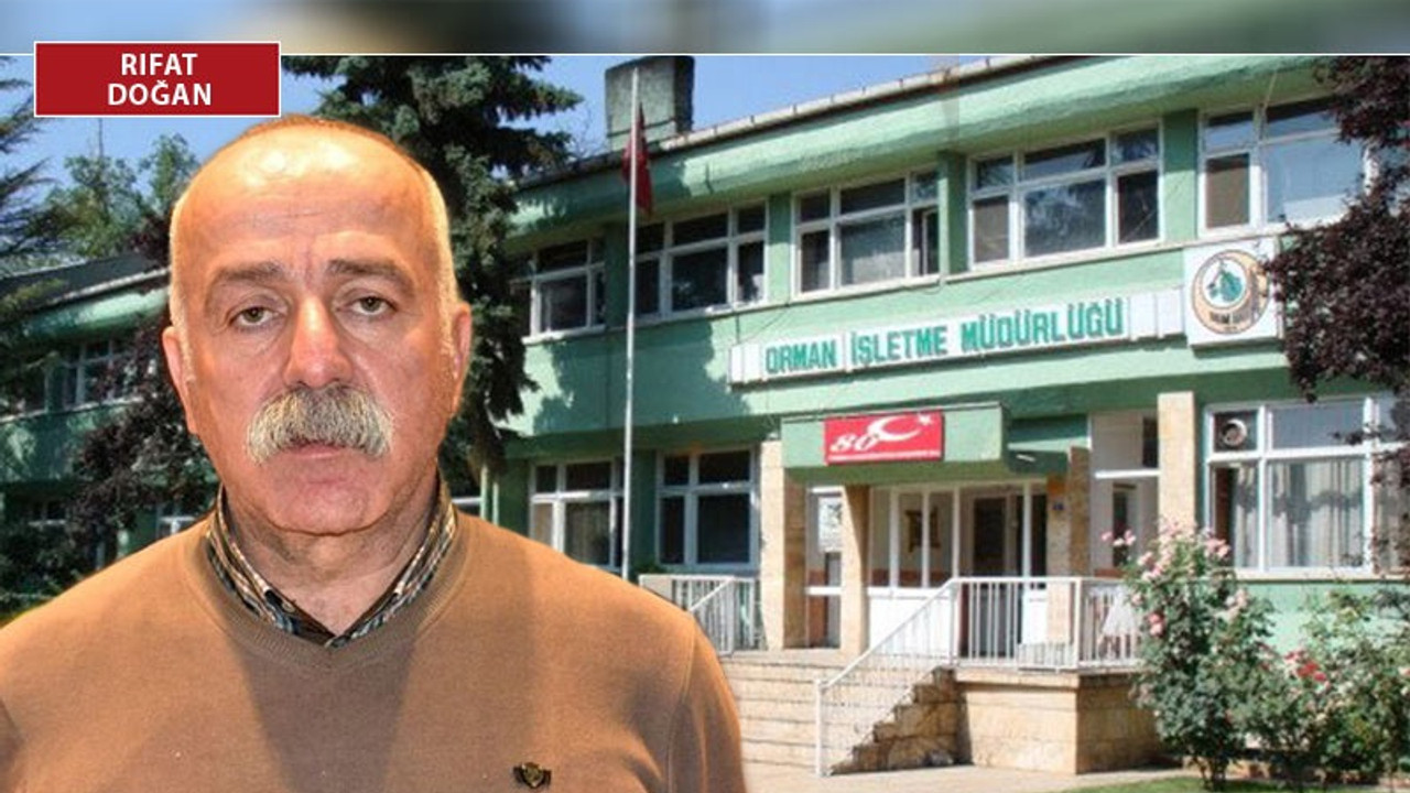 Ormanlar rant için mi yakılıyor: AKP orman yasasında 41 kez değişiklik yapmış