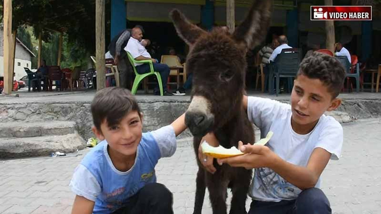 Annesi ölen 'Güllü'yü biberonla besliyorlar