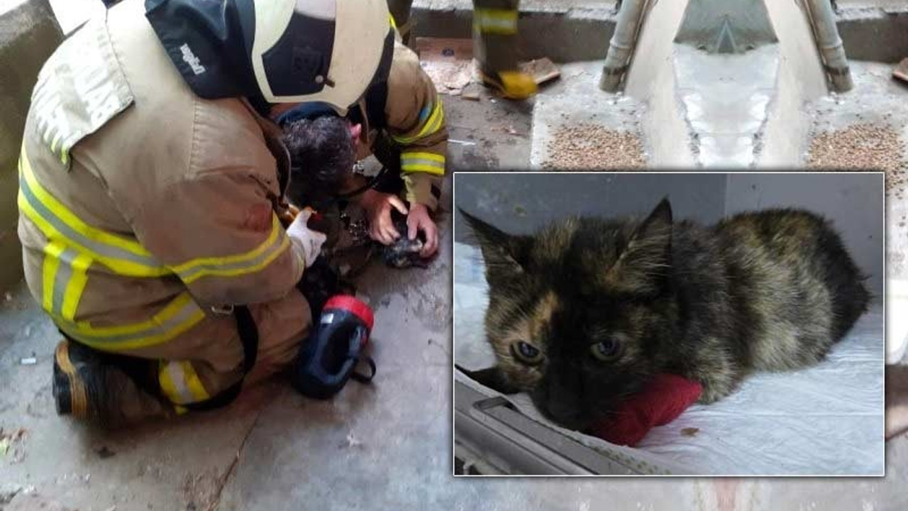 Kedi, suni teneffüs ve kalp masajıyla hayata döndürüldü