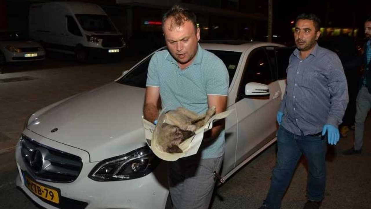 Yavru köpekleri kurtarmak için 80 km yol katetti