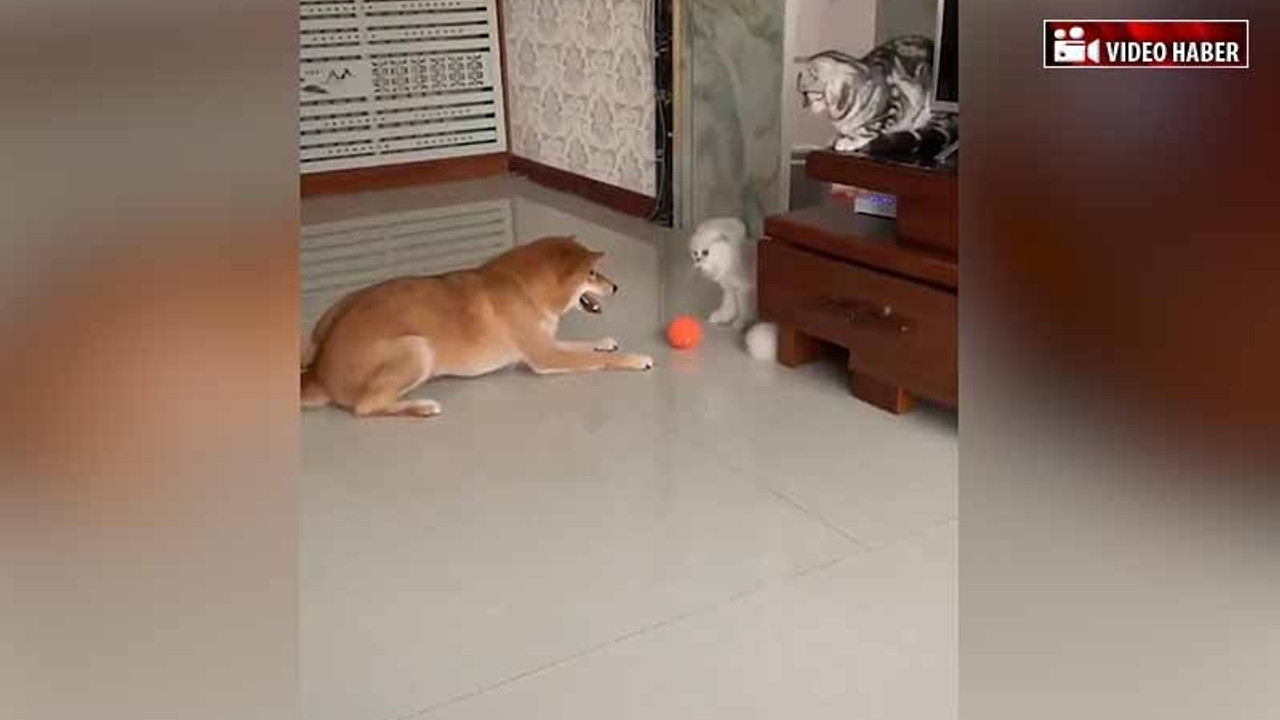 Kedi ile köpeğin 'top' kavgası