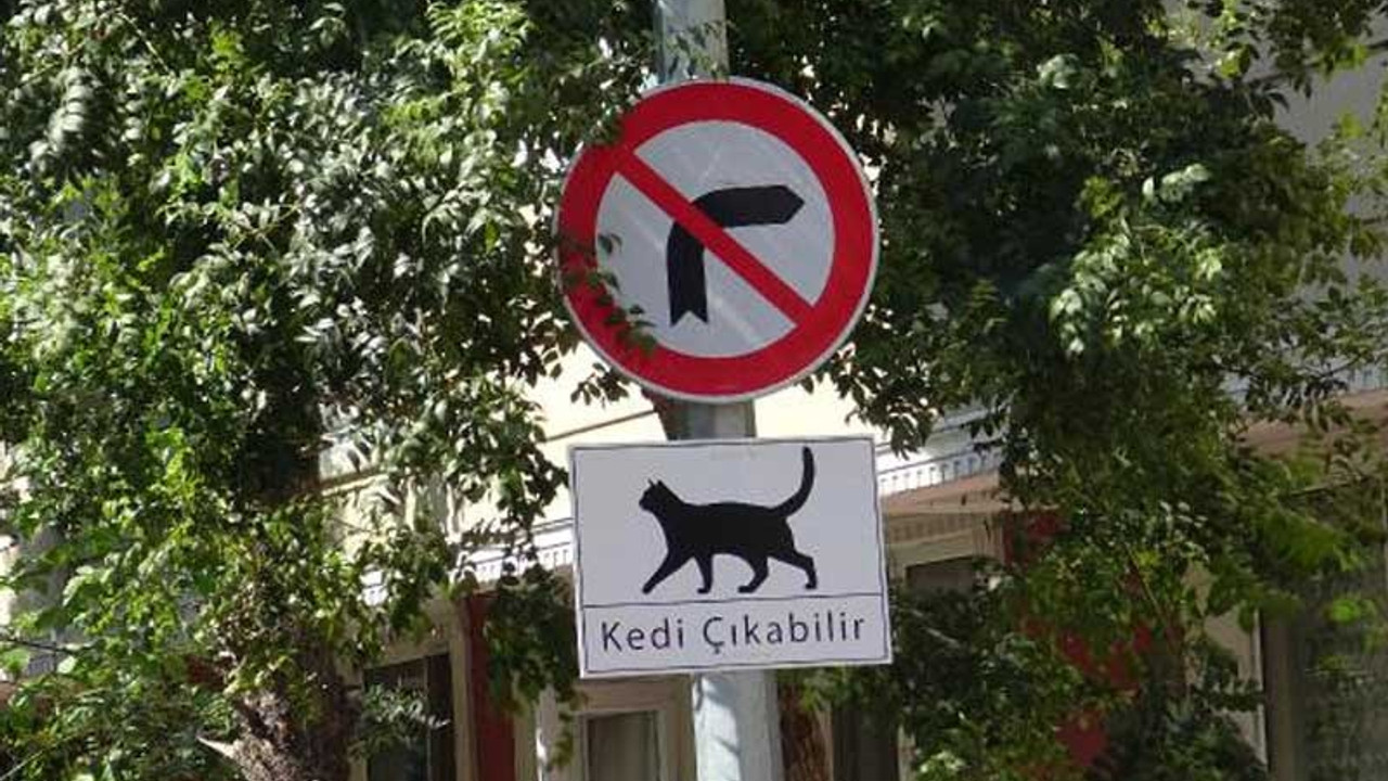 Sokaklara ‘Kedi Çıkabilir’ tabelaları astılar