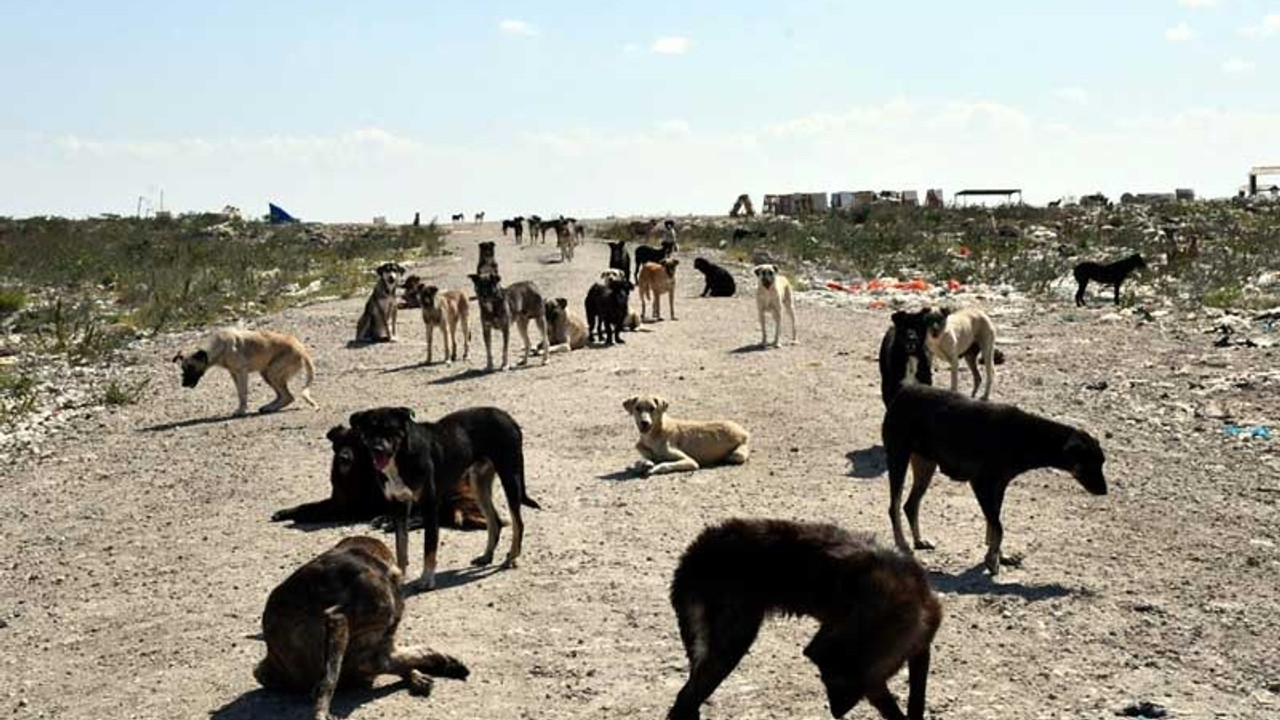 Kısırlaştırılan 300 köpek nerede?