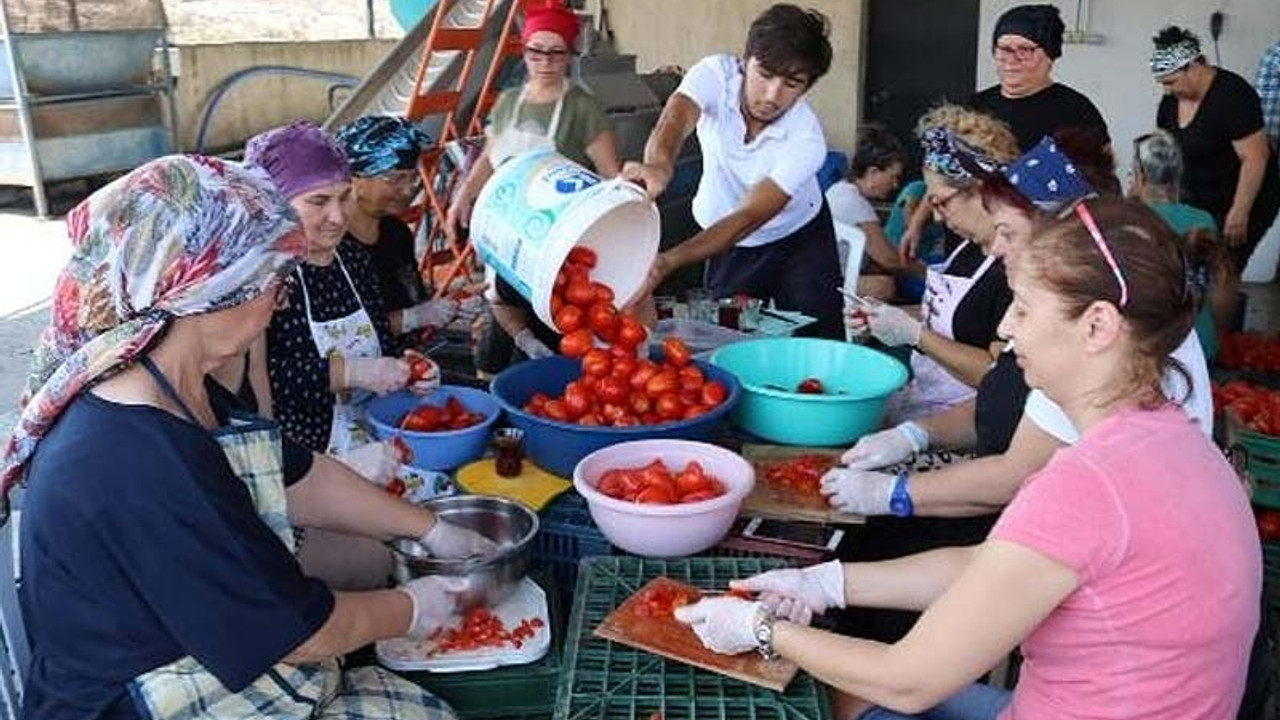 Kooperatif üyesi kadınlar, domates konservesiyle üretime başladı