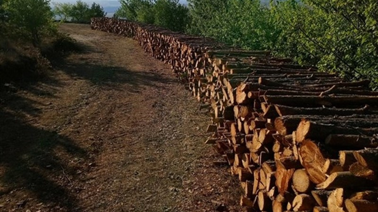 Türkiye’nin ilk milli parkında ağaç katliamı