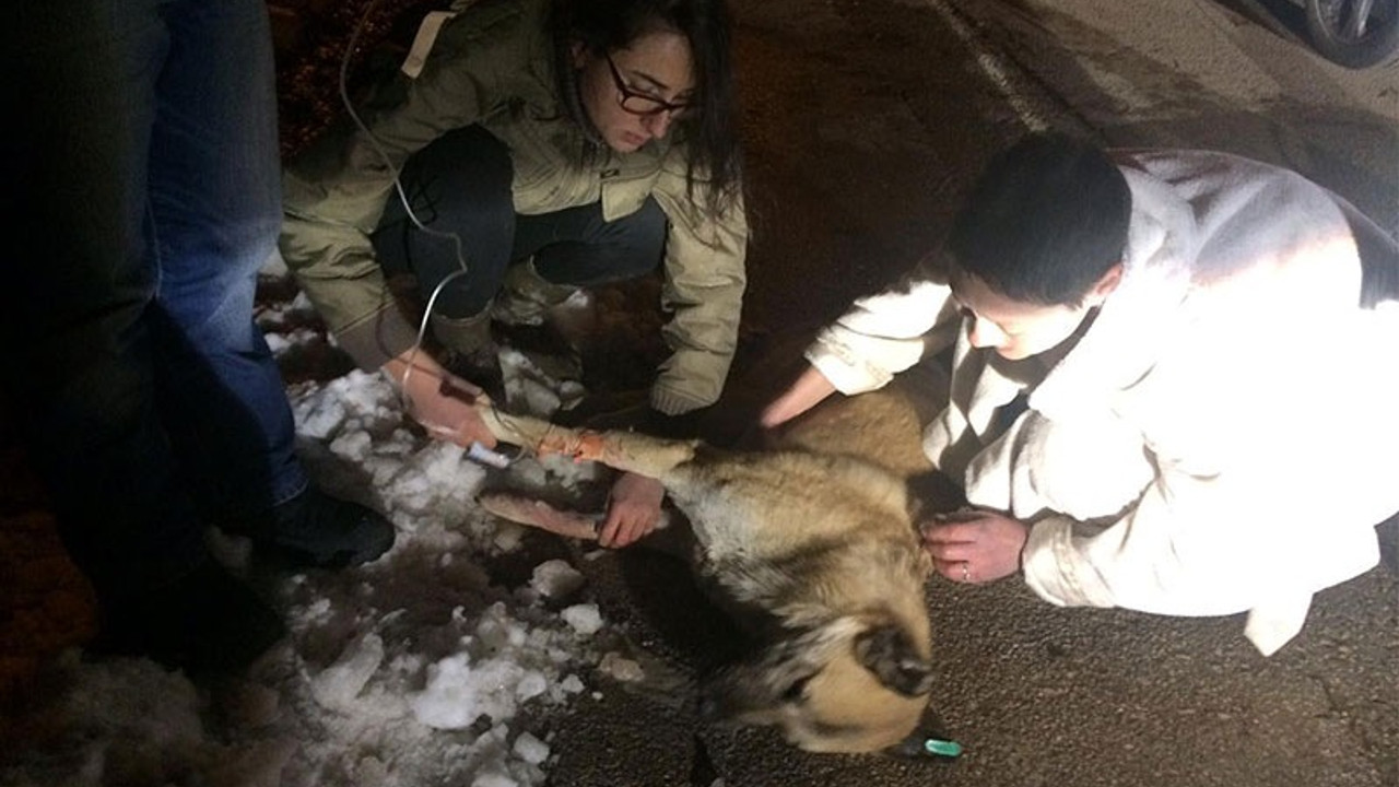 Kedi ve köpekleri zehirleyen doktora 5 yıl hapis cezası