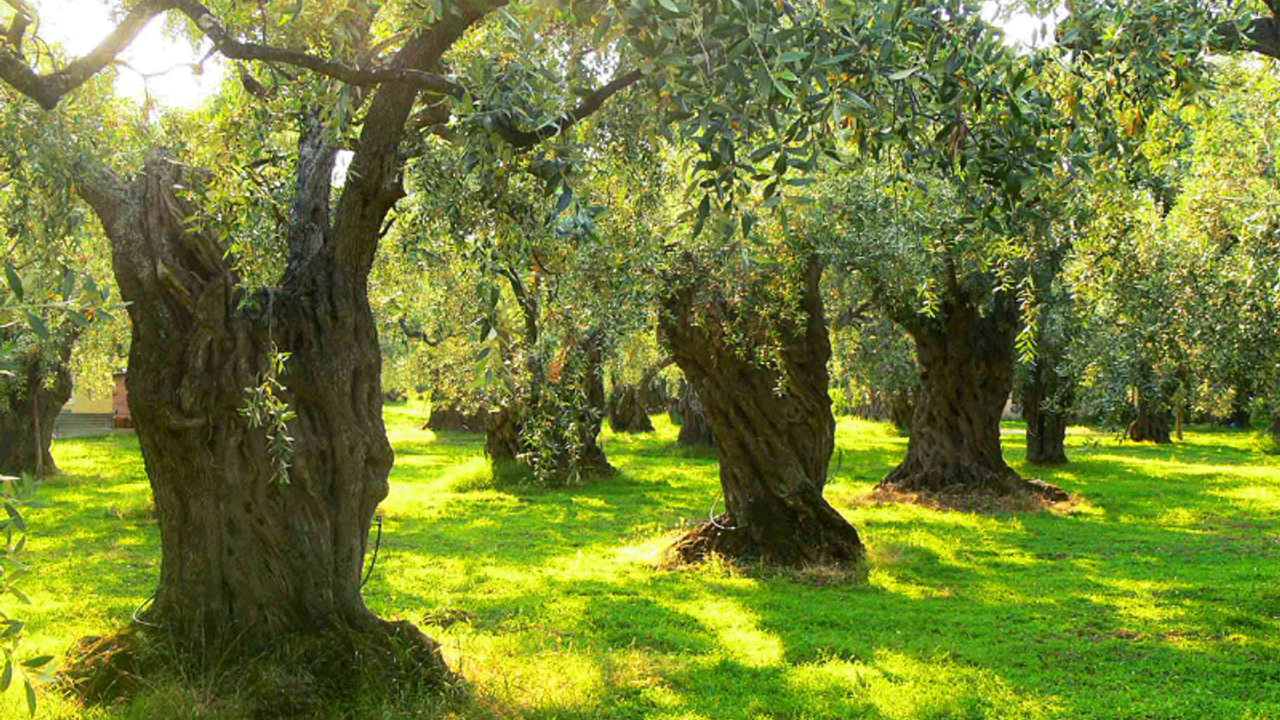 Üretim reformunun zeytin maddesine itiraz