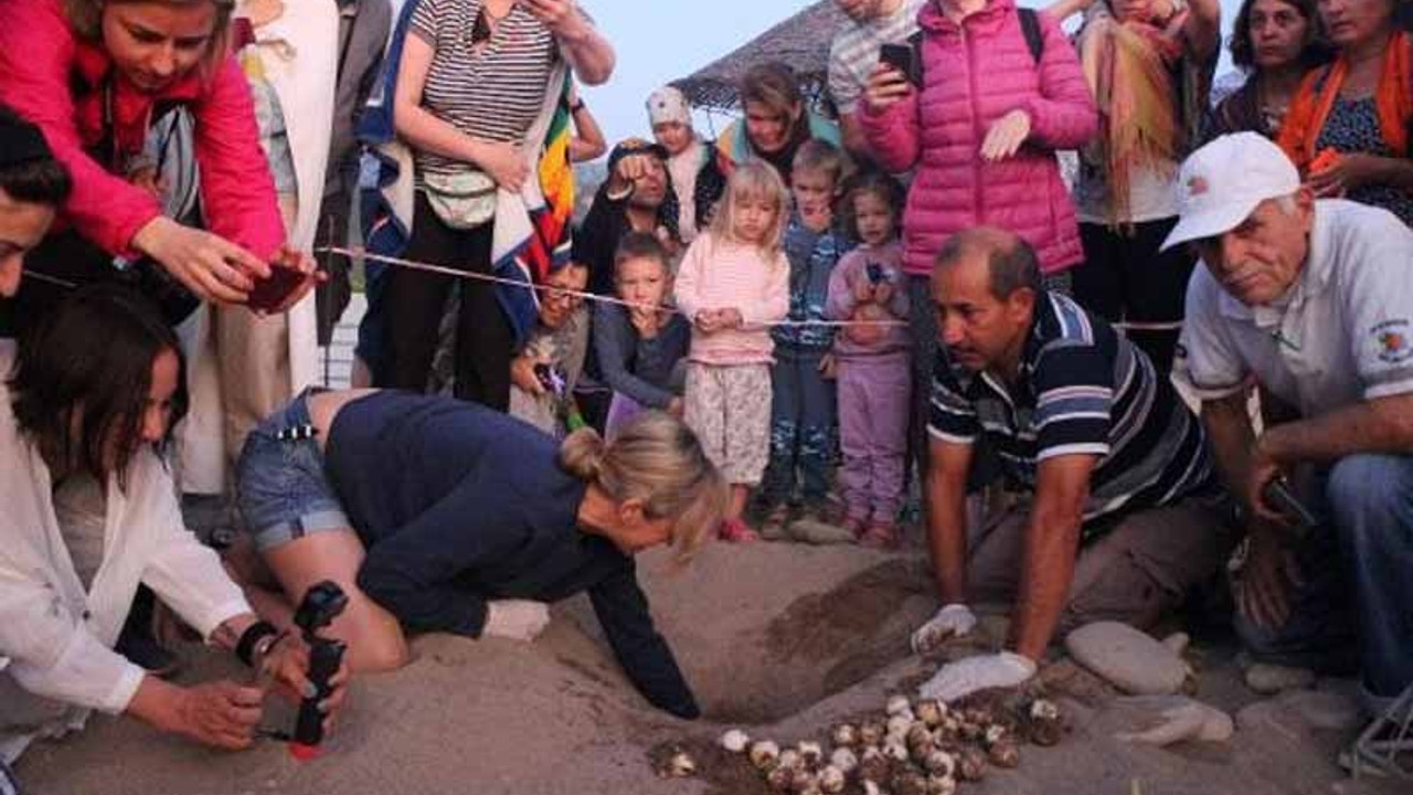 3 bin 640 yavru caretta caretta denizle buluştu