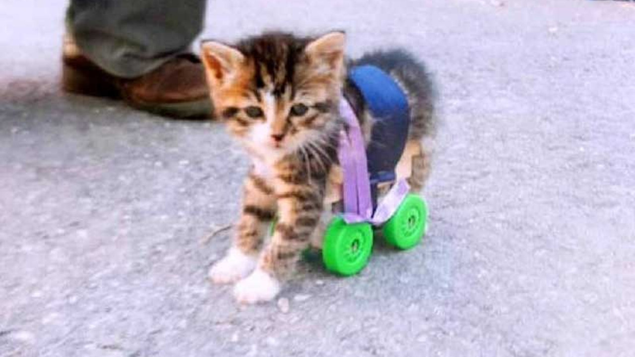 'Şanslı' kedi, öğrenci ve öğretmenlerin sevgisiyle yürüdü