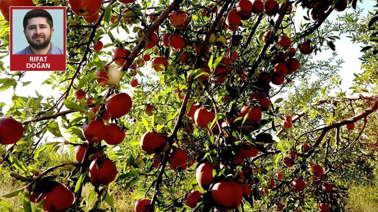 Satılacak 50 ton elma bursa dönüşecek