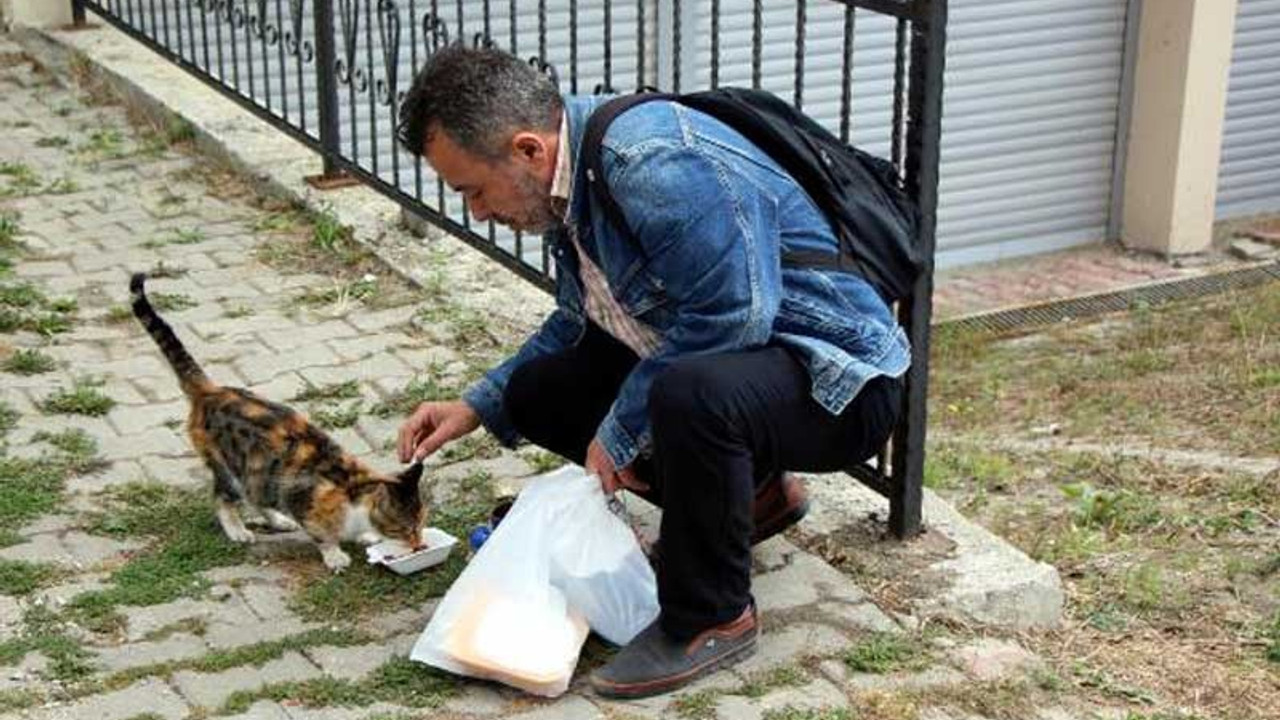 Besledikleri kedileri zehirlenerek öldürüldü: Dün ne kadar ağladığımı hatırlamıyorum