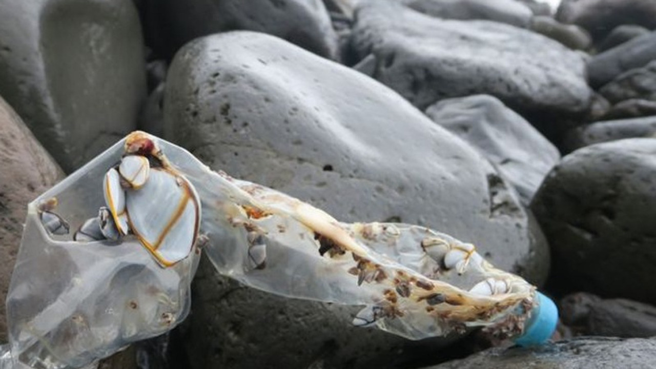 Plastik atıklar Erişilemeyen Ada'ya erişti