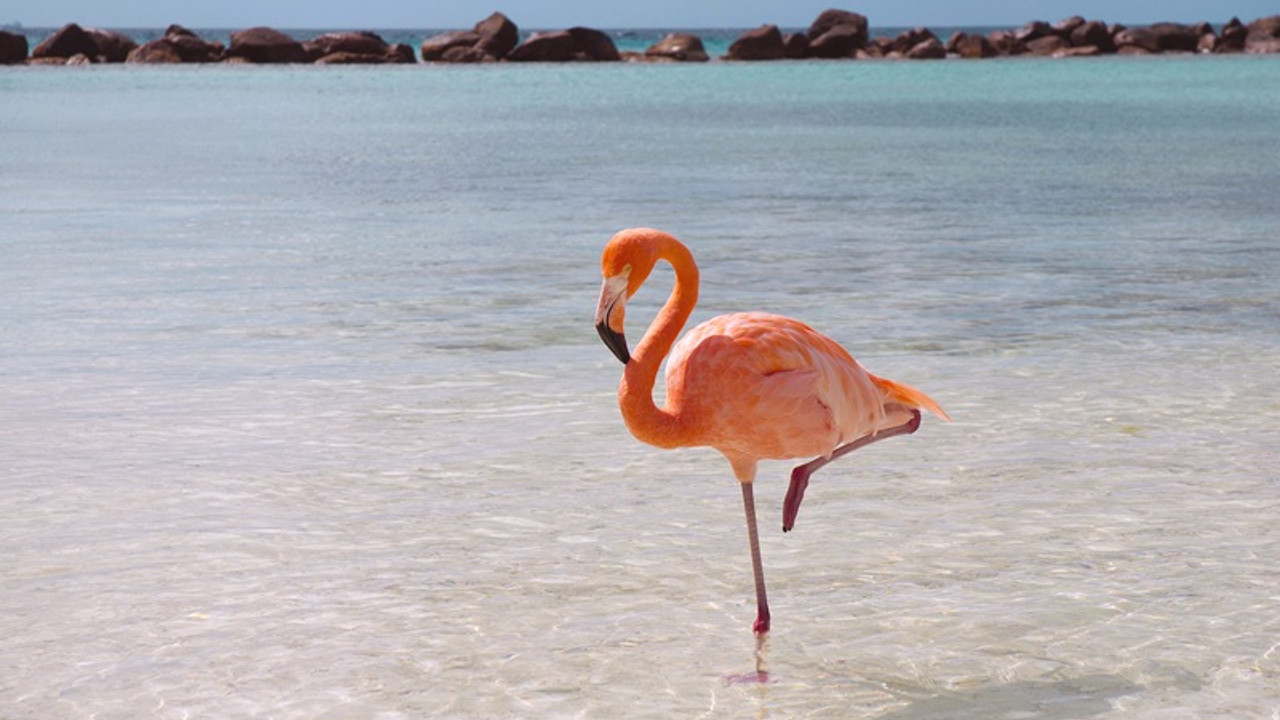 Flamingolar neden tek ayak üstünde duruyor?