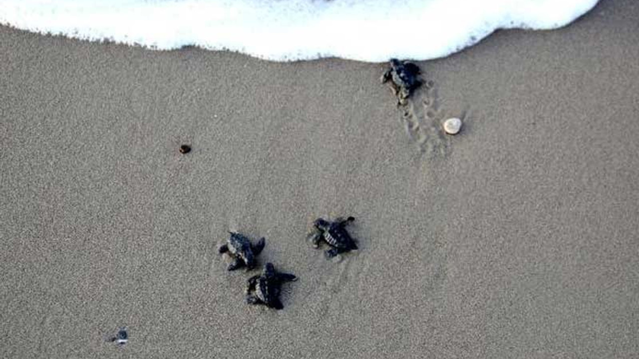 Belek'te 70 bin yavru caretta caretta denizle buluştu