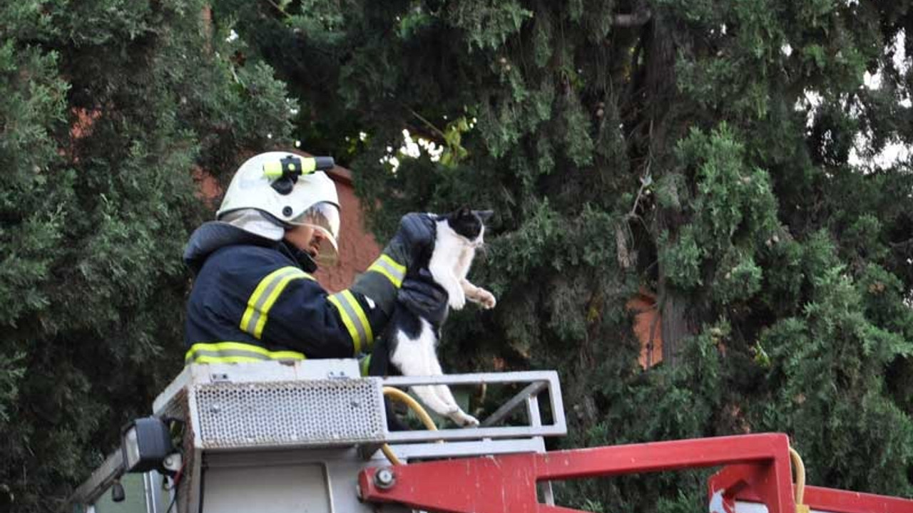 Köpekten kaçtığı ağaçta 2 gün mahsur kaldı